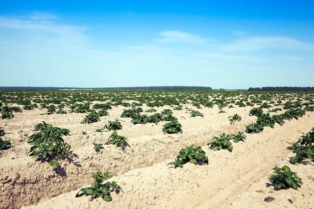 Landbouw aardappel veld