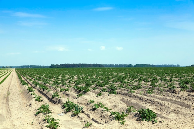 Landbouw aardappel veld