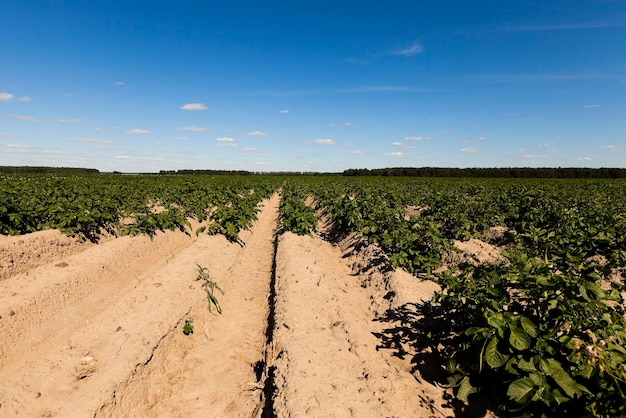 Landbouw aardappel veld