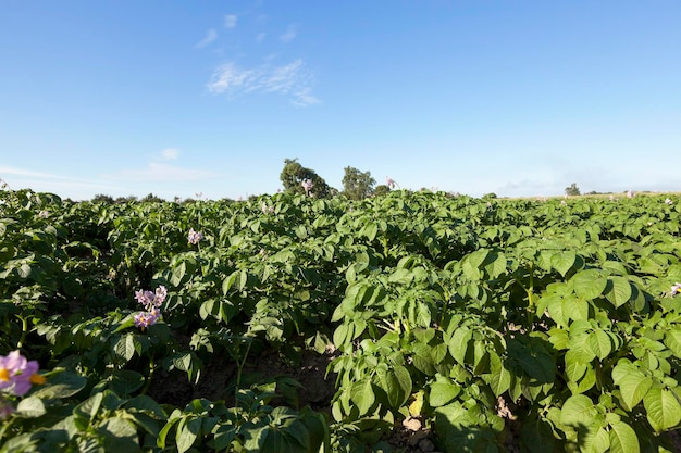 Landbouw aardappel veld