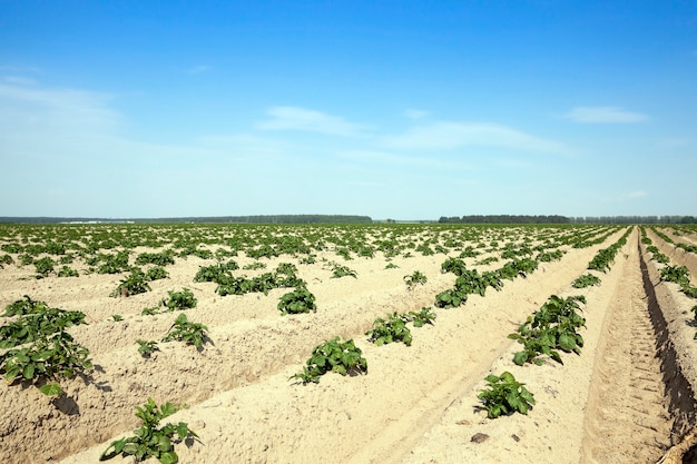Landbouw, aardappelveld Agrarisch veld waarop groene aardappelen worden verbouwd. zomertijd