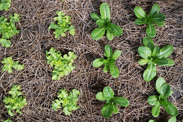 Landbouw biologische groene moestuin bladeren op het perceel van de plant.