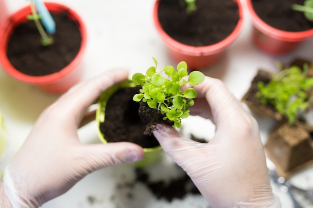 Landbouw. De jonge Mensenhanden sluiten omhoog het planten van de zaailingen in containers met de grond.