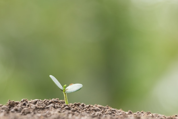 Landbouw die het zaaien het groeien planten, groeit growth concept op