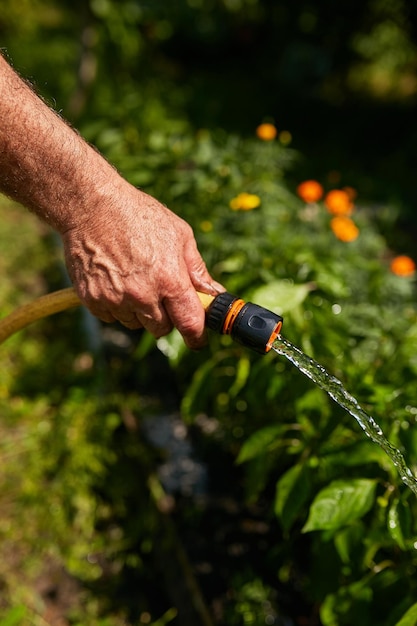 Landbouw een boer giet water uit een slang met groenten in de tuin