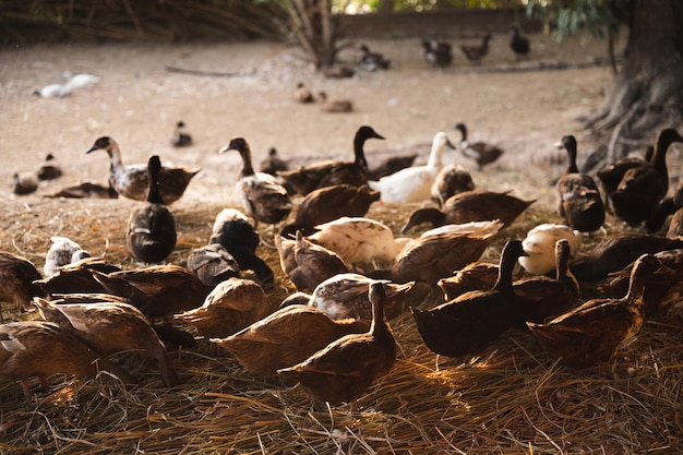 Landbouw eend boerderij concept natuur veld van dierenboerderij met eend vogel en gans buiten leven in natuurlijke achtergrond kudde groep eend in kooi