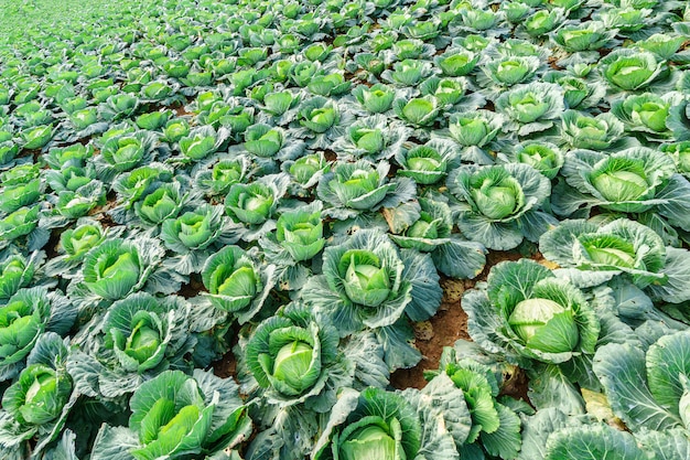 Landbouw en het planten van groenten kool