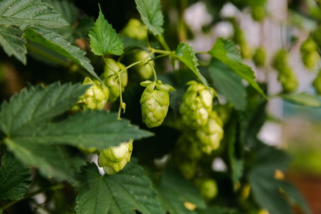 Landbouw- en landbouwconcept Groene verse rijpe biologische hopbellen voor het maken van bier en brood van dichtbij Verse hop voor het brouwen van de productie Hopplant die in de tuin of op de boerderij groeit