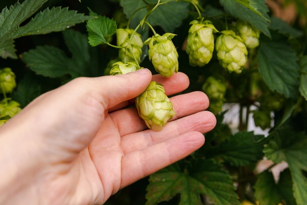 Landbouw en landbouwconcept Vrouw landarbeider met de hand plukken van groene verse rijpe biologische hopbellen voor het maken van bier en brood Verse hop voor het brouwen van productie Hopplant groeit in tuin of boerderij