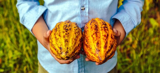 Landbouw gele rijpe cacaopeulen in de handen van een jongensboer geoogst in een cacaoplantage