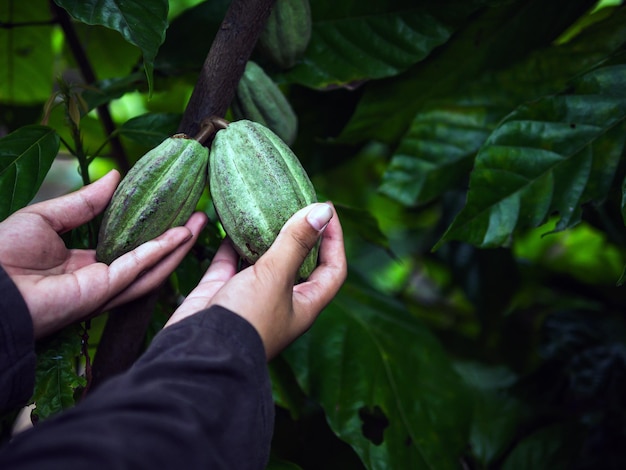 Foto landbouw groene rauwe cacao peulen of rauwe groene cacao vruchten op de cacao boom in de handen