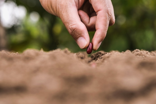 Foto landbouw hand aanplant zaden rode bonen in de bodem