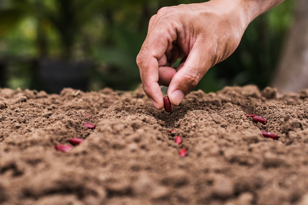 landbouw hand aanplant zaden rode bonen in de bodem