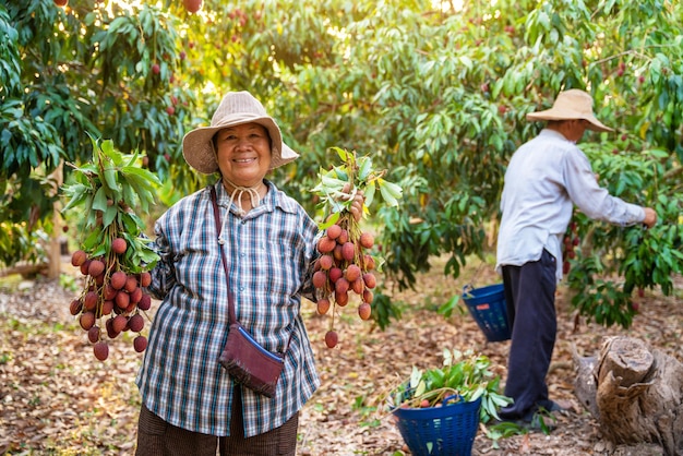 Landbouw Hogere boerin die vers geoogste lychees in de tuin houdt met een gelukkige glimlach