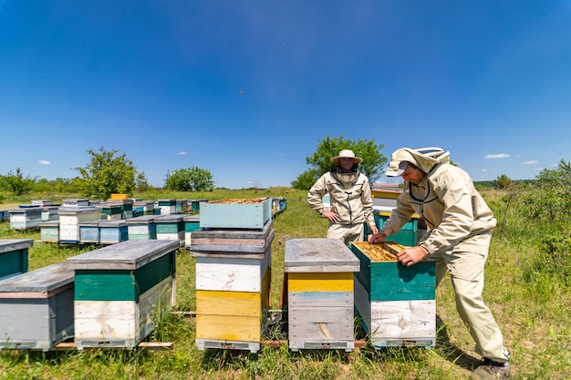 Foto landbouw honingbijenteelt imkers werken met honingraten