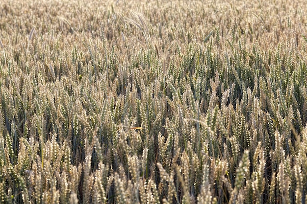 Landbouw in de regio, waarbij verschillende soorten granen worden geproduceerd en verbouwd, waaronder tarwe