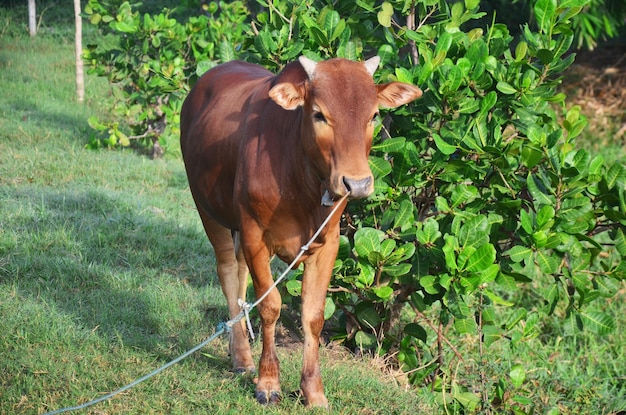 Landbouw Koeienboerderij in de provincie Phattalung in het zuiden van Thailand