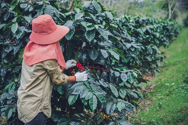 Landbouw, koffieboom koffieboom met koffiebonen, vrouwelijke werknemers oogsten rijpe rode koffiebonen.