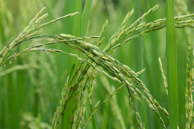 Landbouw landbouw oor van rijst groeit in het veld gele en groene kleur Aziatische gerechten in het noorden van Thailand