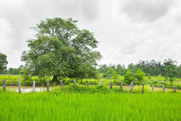 Landbouw leven op het platteland met vijvers voor de rijstteelt Groene jonge rijstplanten groeien in rijstveld Agrarische levensstijl concept van Thailand