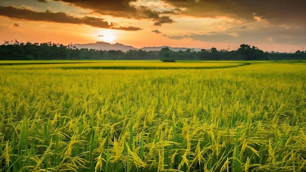 Landbouw op gele en groene rijstvelden in de provincie Phitsanulok