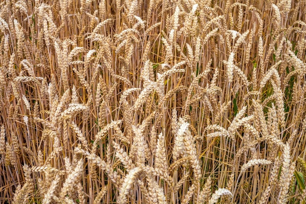 Landbouw Plant Spike Field in natuurfoto