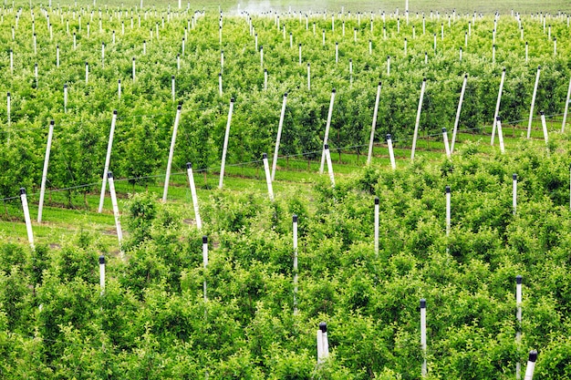 Landbouw. Rijen appelbomen groeien.