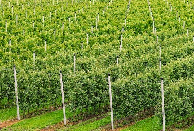 Landbouw. Rijen appelbomen groeien.