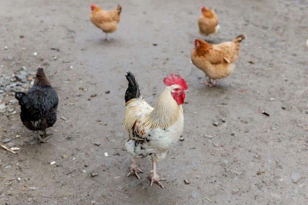 Landbouw, scharrelkippen in de tuin in de zomer