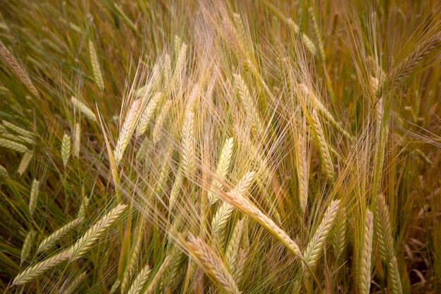 Landbouw Tarweveld in de zomer