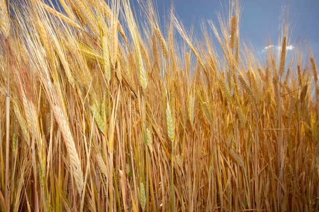 Landbouw Tarweveld in de zomer