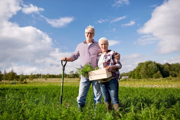 landbouw, tuinieren, landbouw, oogsten en mensenconcept - senior paar met schop wortelen plukken in de tuin van de boerderij