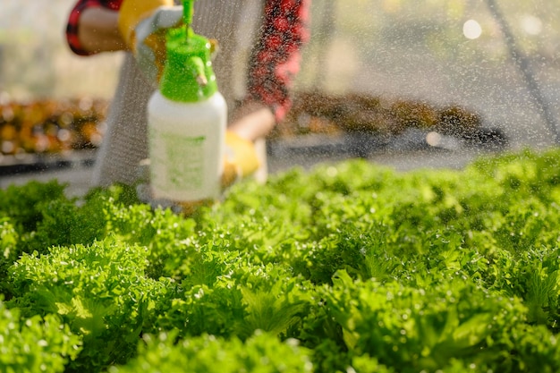 Landbouw, tuinman, boerderij, oogst, groente, technologieconcept. De tuinman geeft 's ochtends de sla water bij het groenteplanthuis.