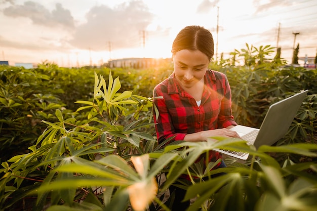 Landbouw, tuinman, boerderij, oogst, veld, technologieconcept. Het boerenteam doet onderzoek naar cassavebomen door pallets te planten voor een goede landbouwkwaliteitscontrole.