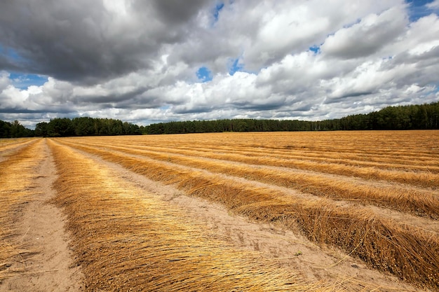 Landbouw veld vlas