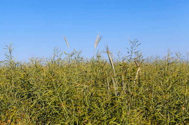 Landbouw veld