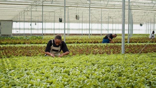 Landbouwarbeider die biologische sla cultiveert, controleert op ongedierte in een hydrocultuuromgeving en kijkt naar groene bladeren in de kas. afro-amerikaanse vrouw die planten inspecteert die kwaliteitscontrole doen.