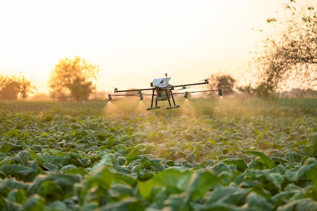 Landbouwdrone vliegt naar bespoten kunstmest op de tabaksvelden, drone van landbouwtechnologieconcept