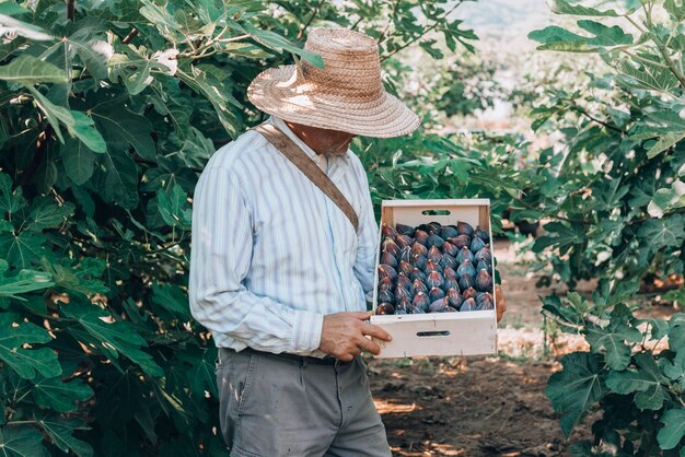 Landbouwer cogiendo una caja de arandanos