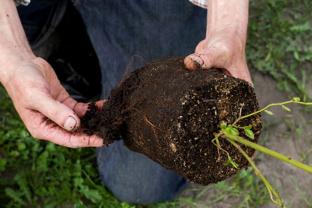 Landbouwer die jonge bosbessenstruik planten in tuin. Planten van zaailingen.