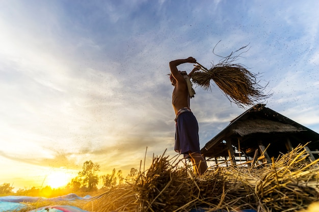 landbouwer die rijst, de oogstrijst van de Landbouwer, selectieve nadruk op padie, platteland Thailand dorsen.