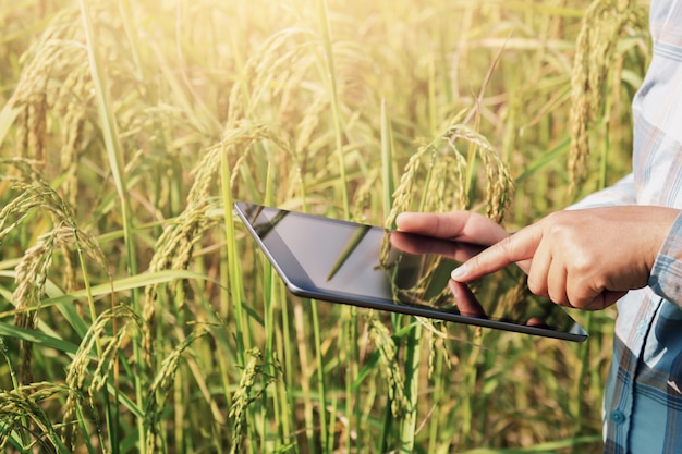 Landbouwer die tablettechnologie gebruiken die rijst het groeien in landbouwbedrijf inspecteren