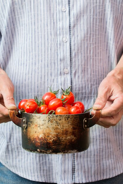 Landbouwer die verse cherry tomatoes houdt. groenten oogsten