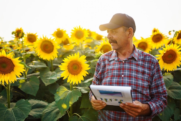 Landbouwer die zich in zonnebloemgebied bevindt die zonnebloemzaden bekijken Oogstend organisch de landbouwconcept