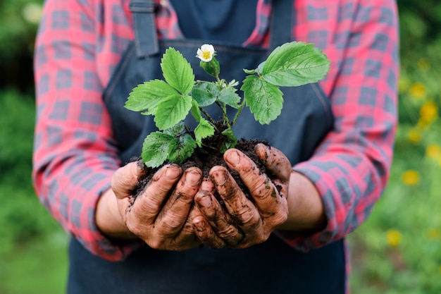 Landbouwershanden die aardbeispruit houden