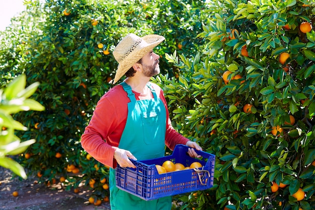 Landbouwersmens die sinaasappelen in een oranje boom oogsten