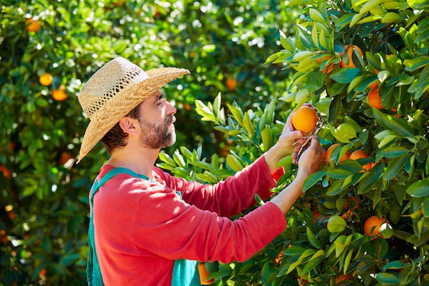 Landbouwersmens die sinaasappelen in een oranje boom oogsten