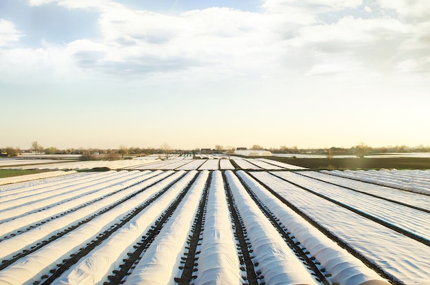 Landbouwersplantagevelden bedekt met spingebonden agrofibre. Het gebruik van technologie in de landbouw