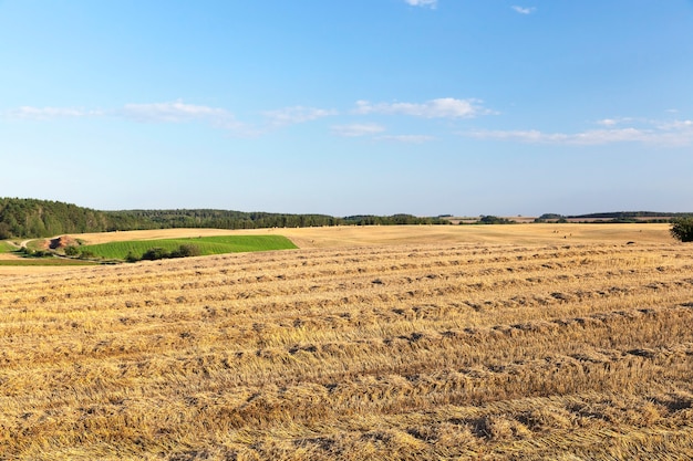 Landbouwgebied dat graan oogst, tarwe. op het veld bleef ongebruikt stro. Op de achtergrond een blauwe lucht. Foto landschappen
