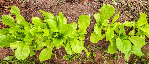 Landbouwgebied met de groene salade van de bladsla op tuinbed op plantaardig gebied